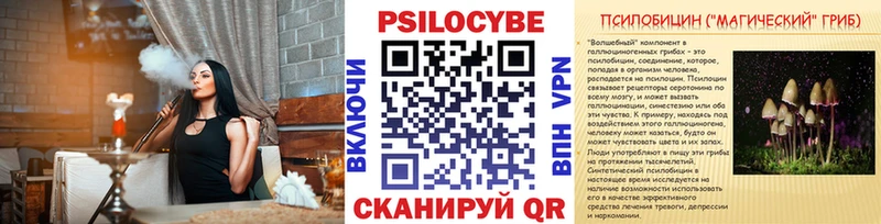 закладка  Цоци-Юрт  Псилоцибиновые грибы Psilocybe 